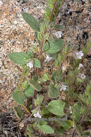 phacelia vallicola 4 graphic